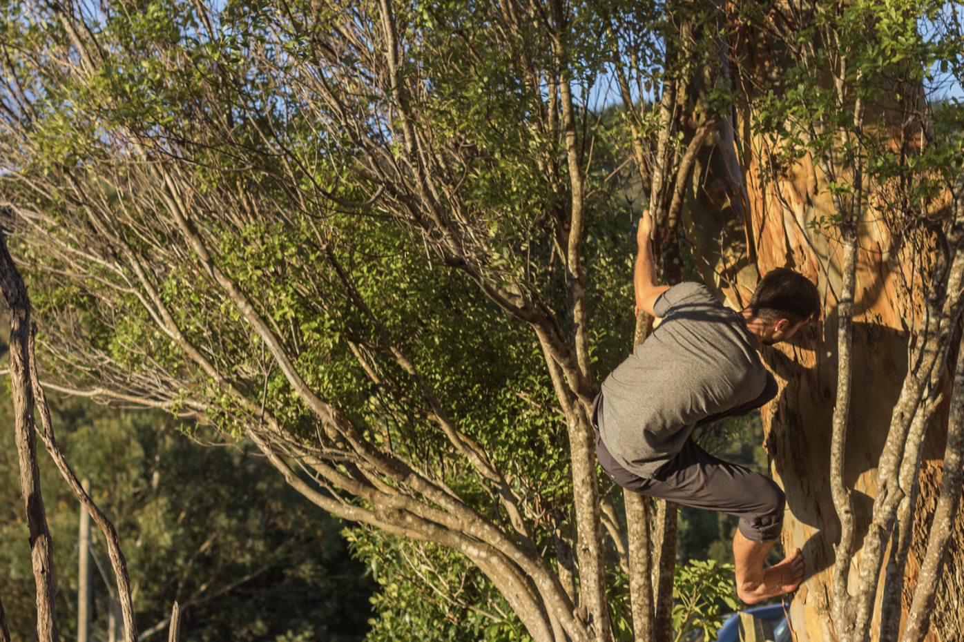 A person climbing a tree